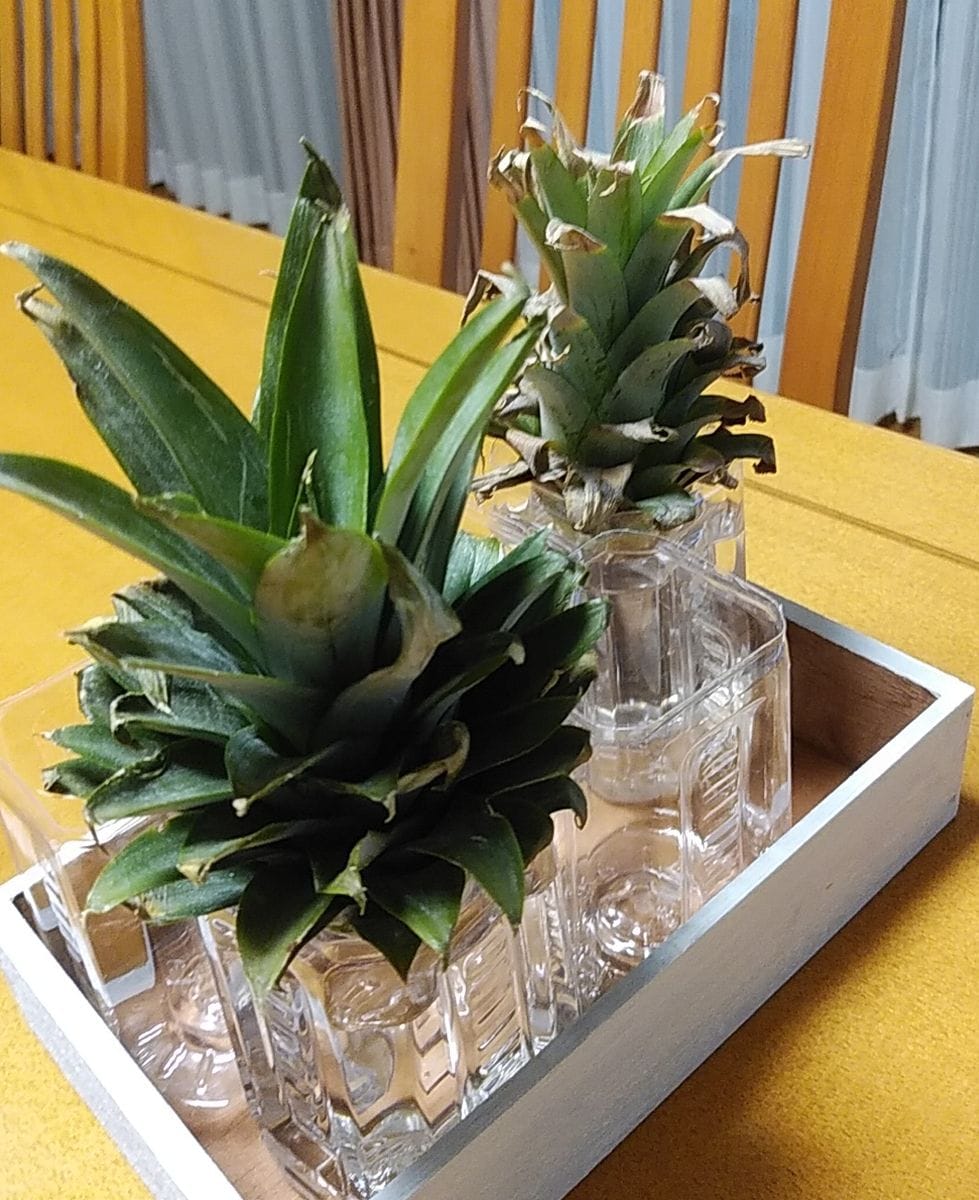 小夏とパイナップル🍍