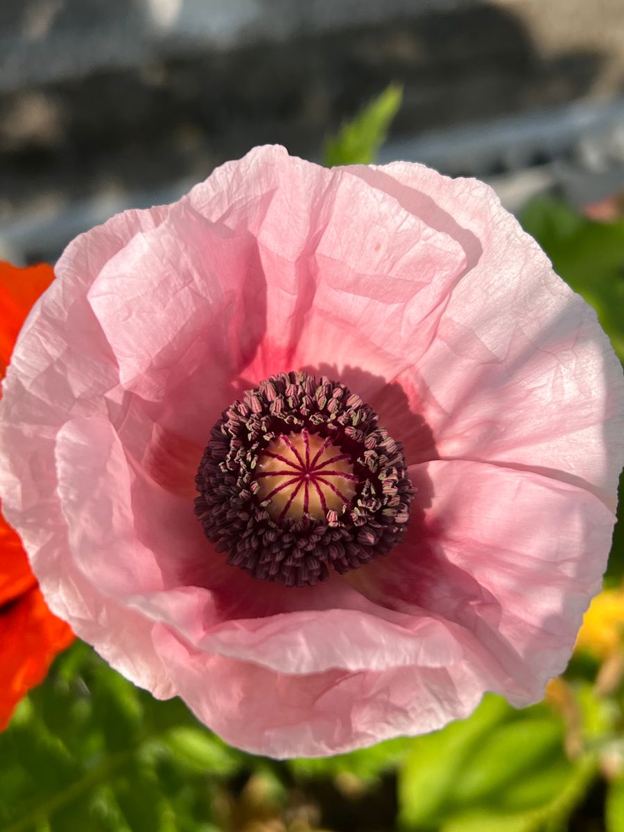 Poppy