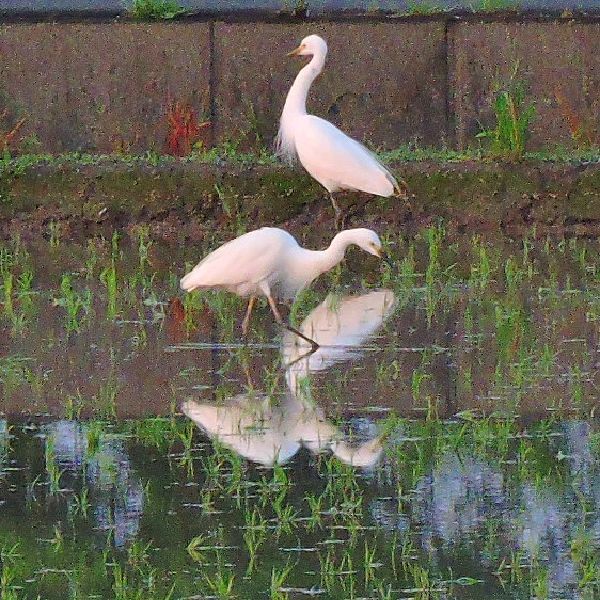 野鳥～チュウサギ