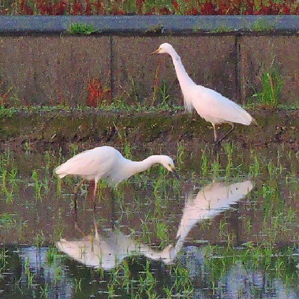 野鳥～チュウサギ