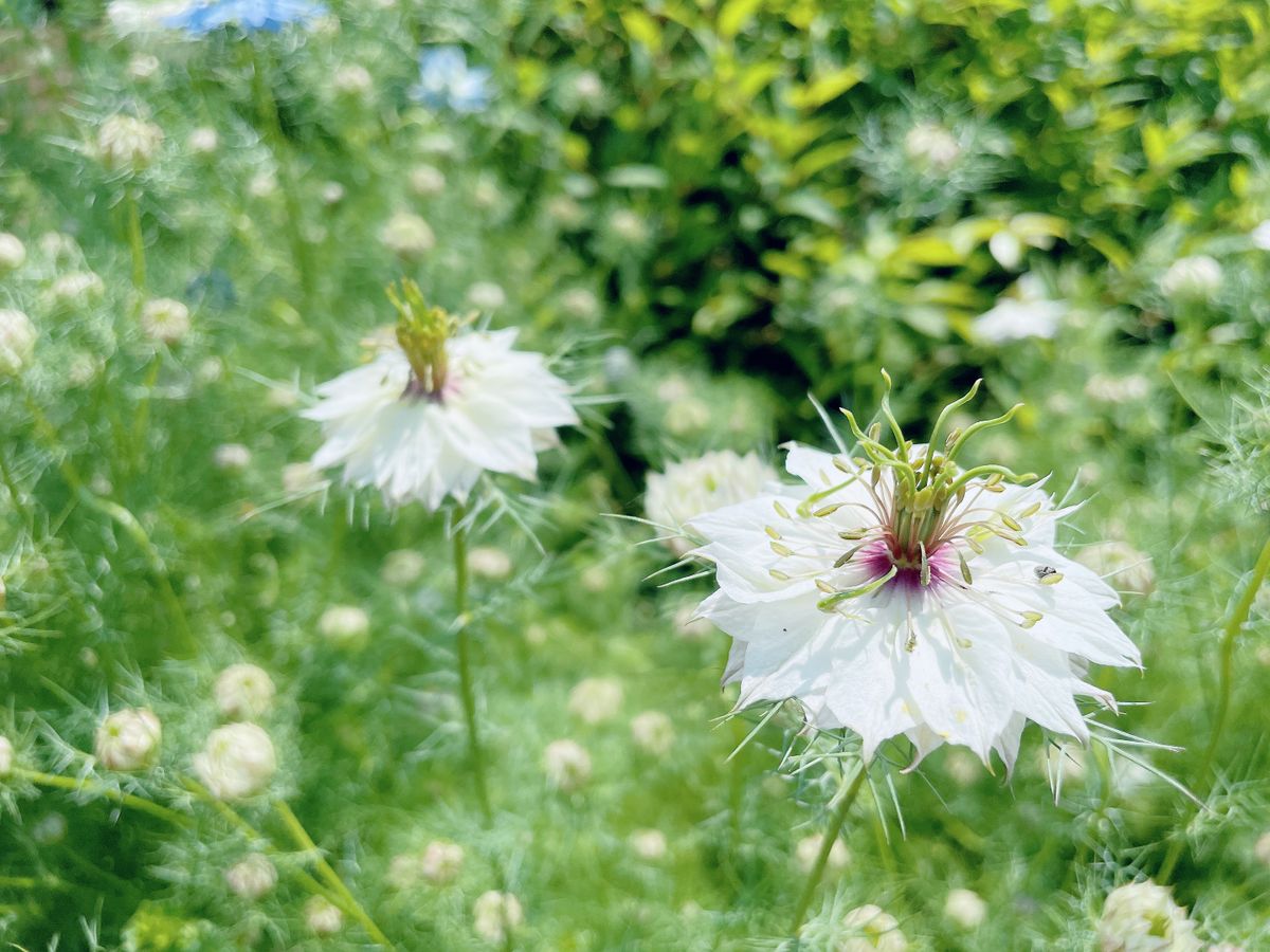 ♬園芸作業〜2022年5月♯3