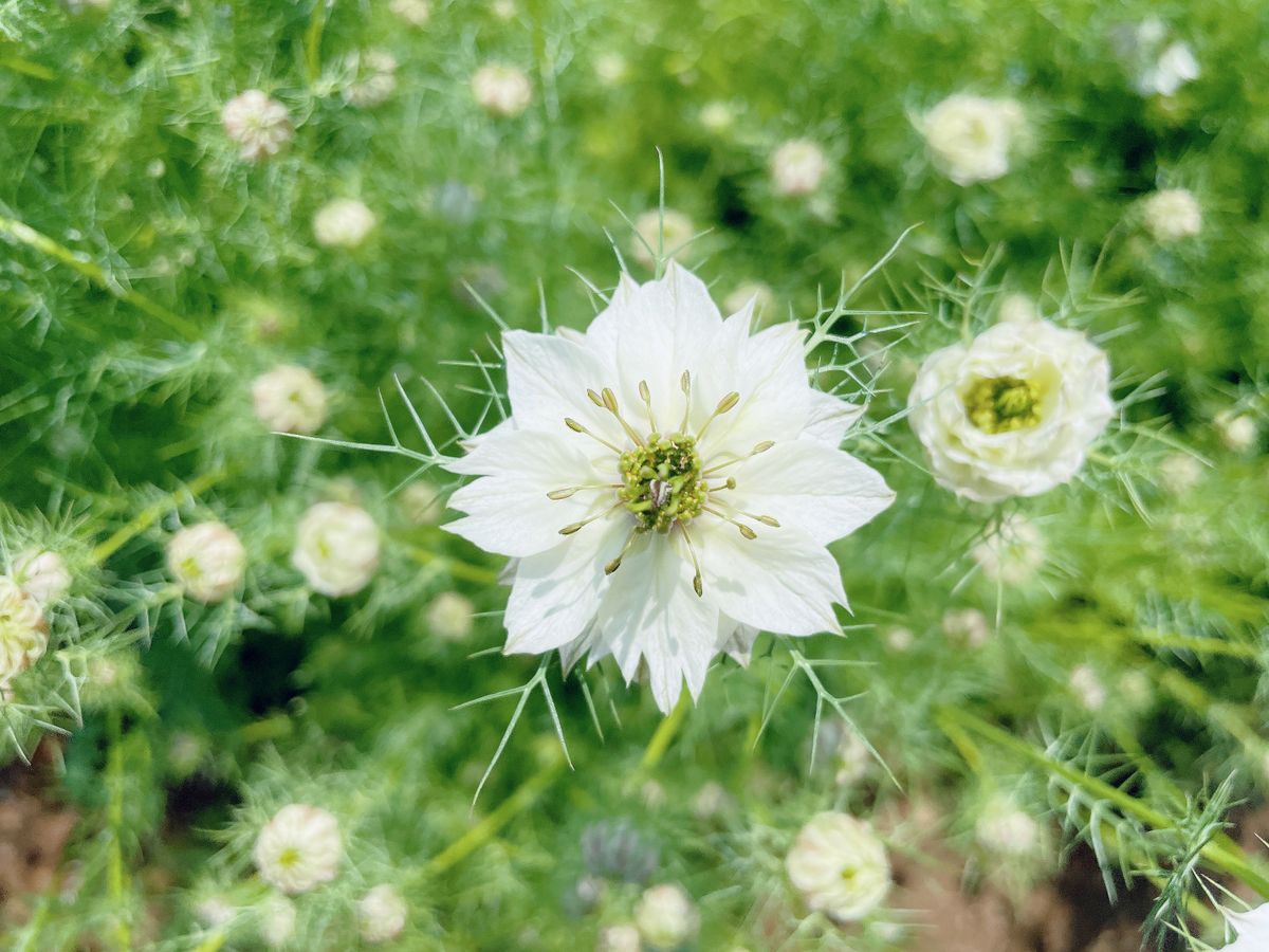 ♬園芸作業〜2022年5月♯3