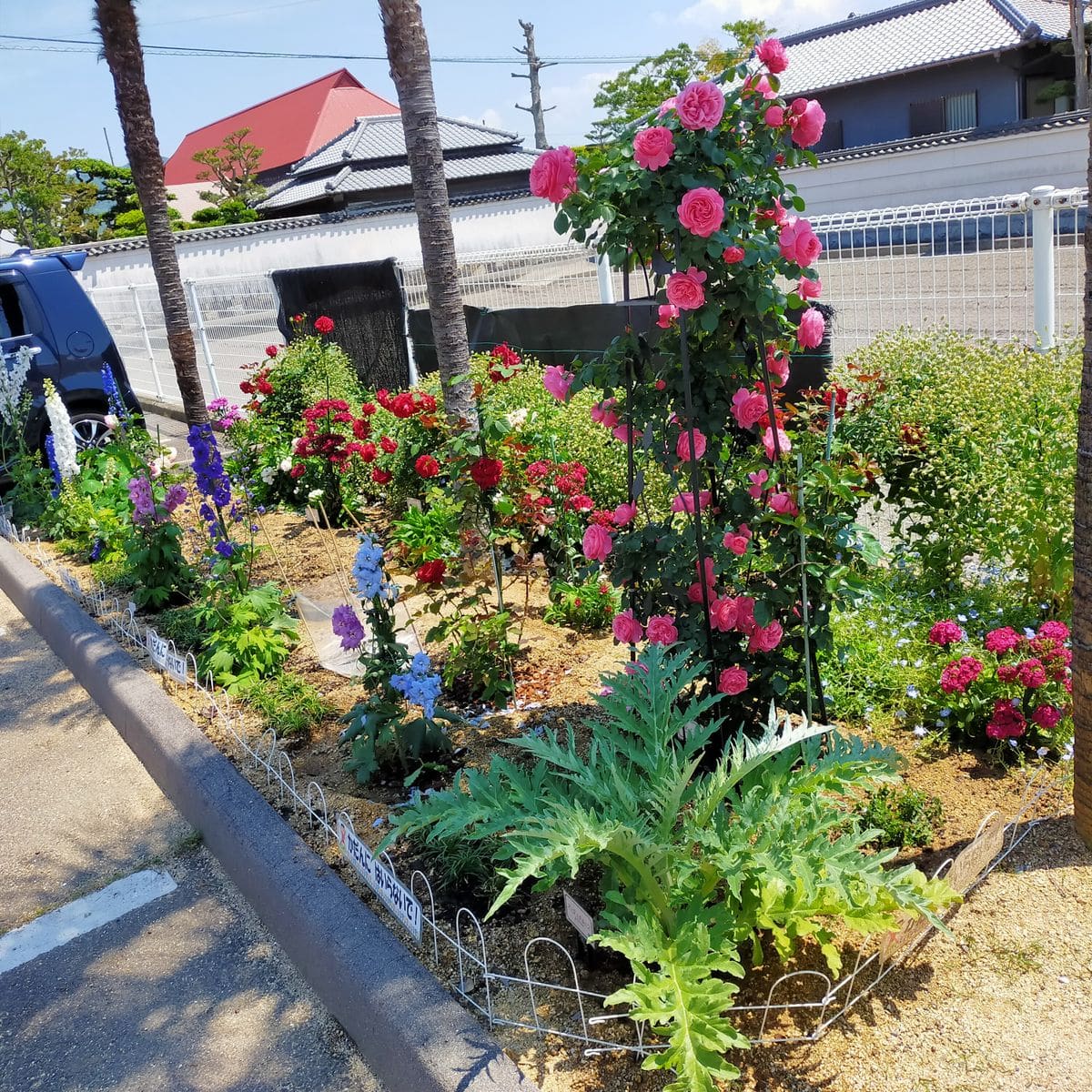 kentoraバラ園(コミセン）22.5.18🍀🌼🌺🌹💚