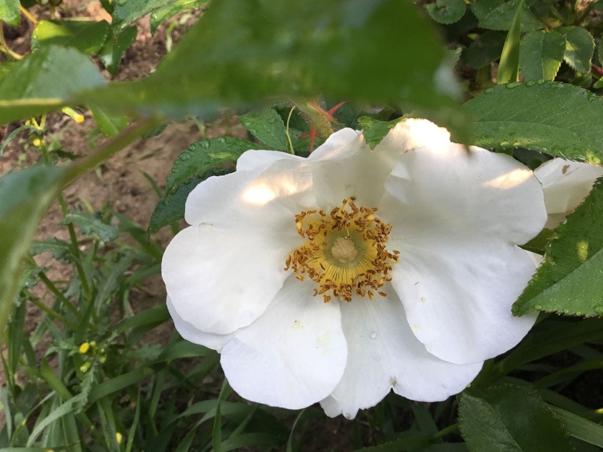 開花の始まり