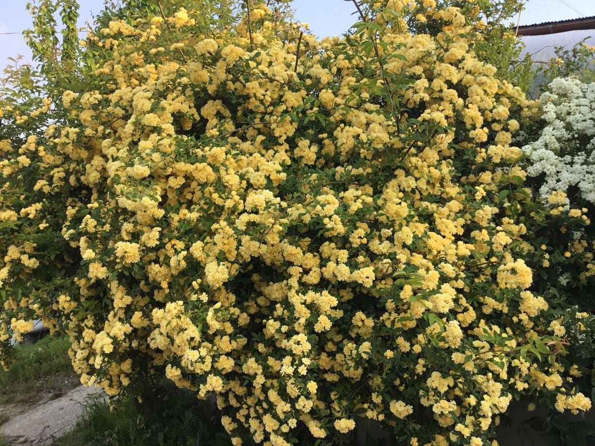 開花の始まり