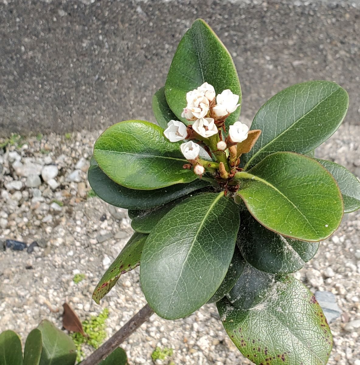 出勤前の朝の庭から🤗