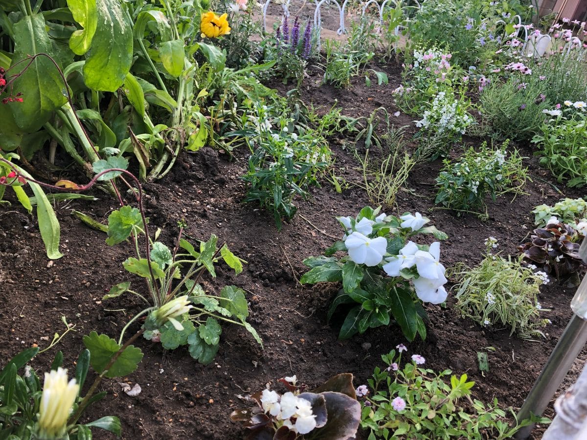 花壇の植え込み