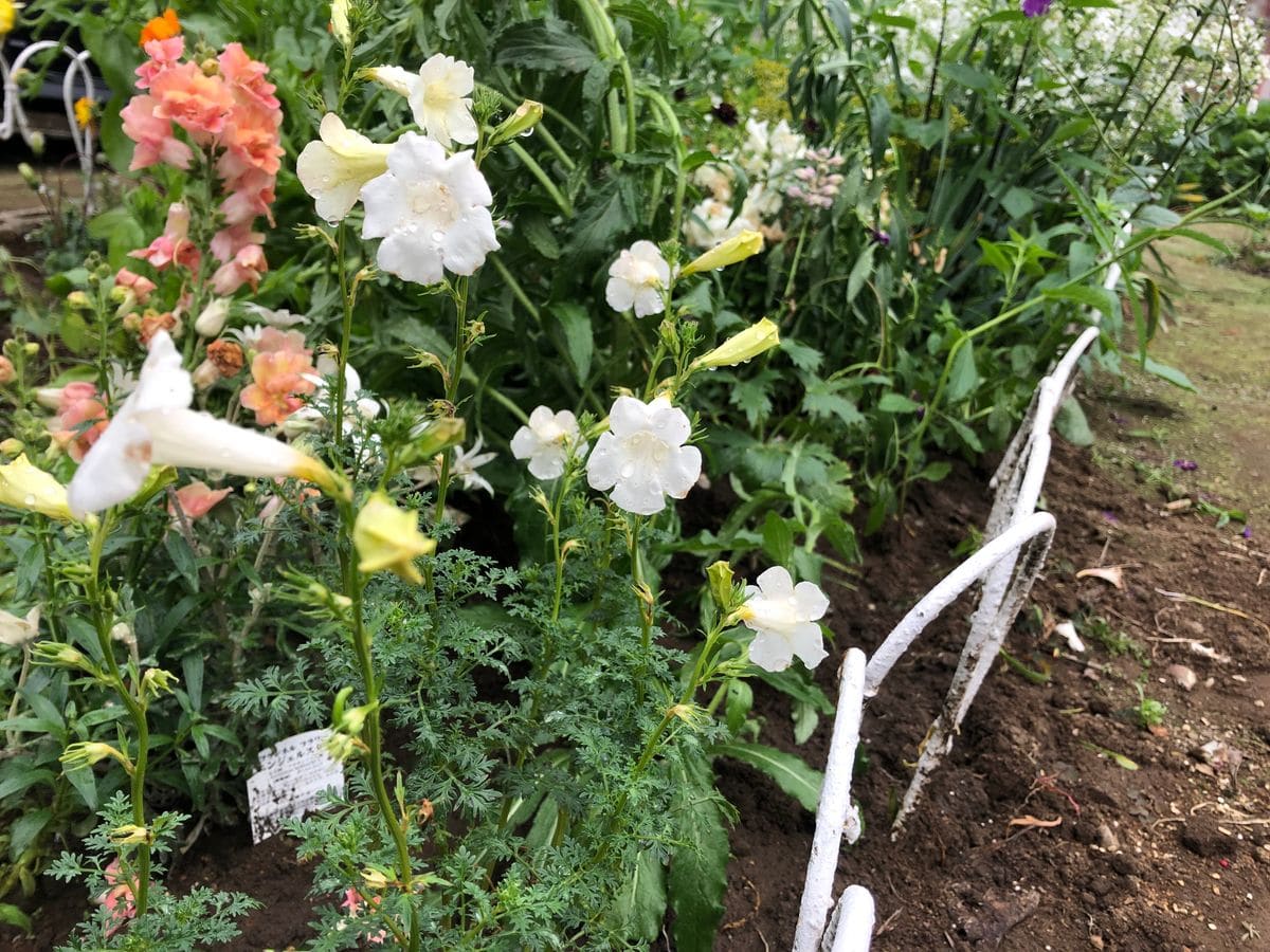 花壇の植え込み