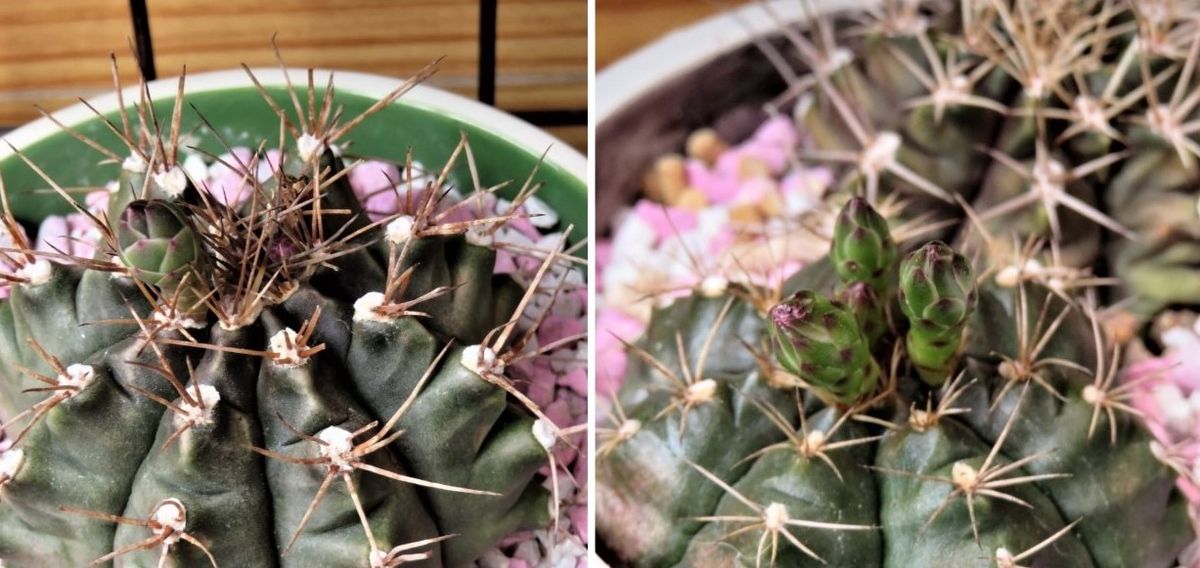 これから花咲く🌵サボテンたち