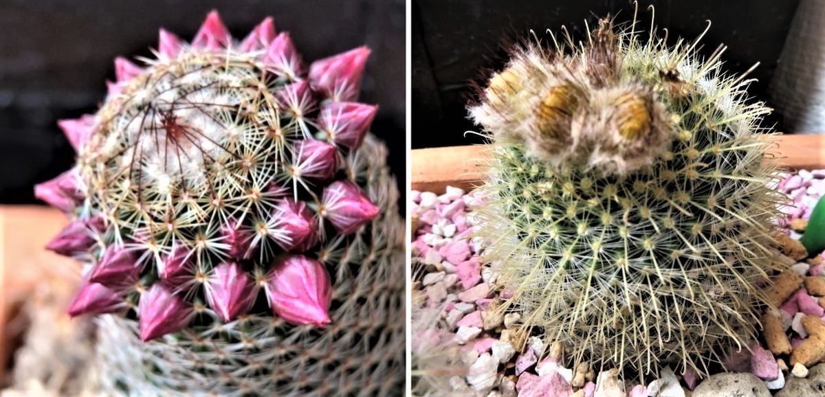 これから花咲く🌵サボテンたち