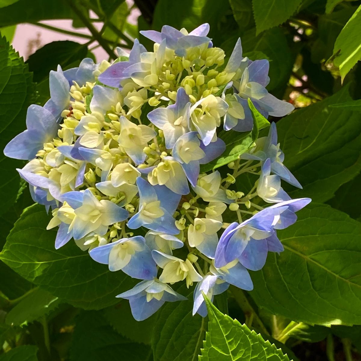 紫陽花の挿し木っ子開花🎵