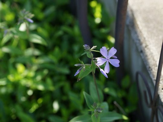 少しづつ夏の花