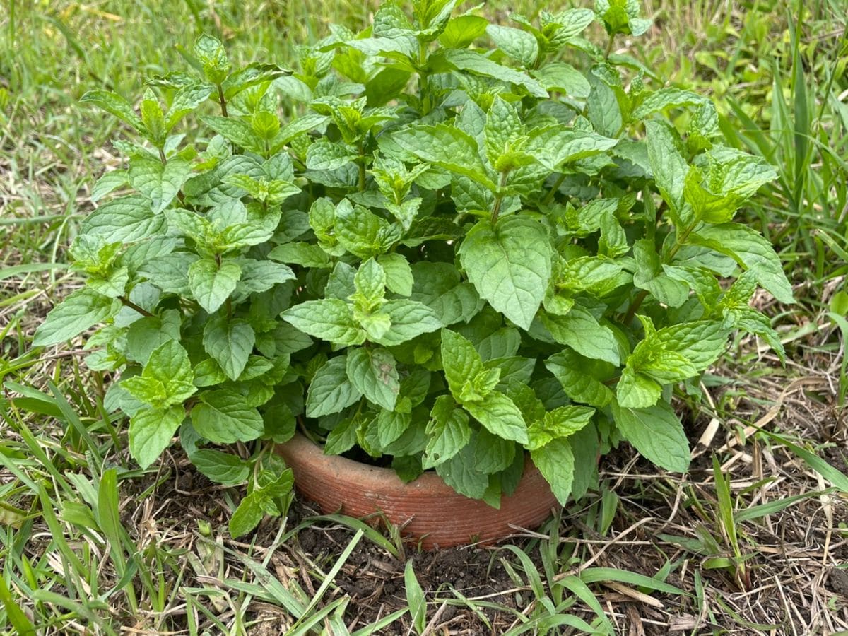 ミントの植え方