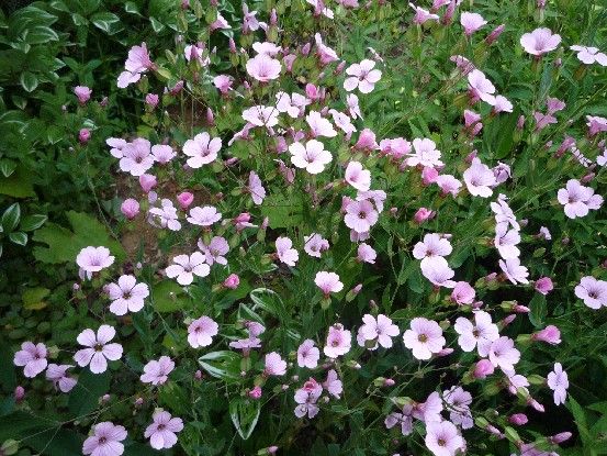 風にゆれて咲く花