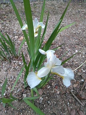 待っていたお花➰