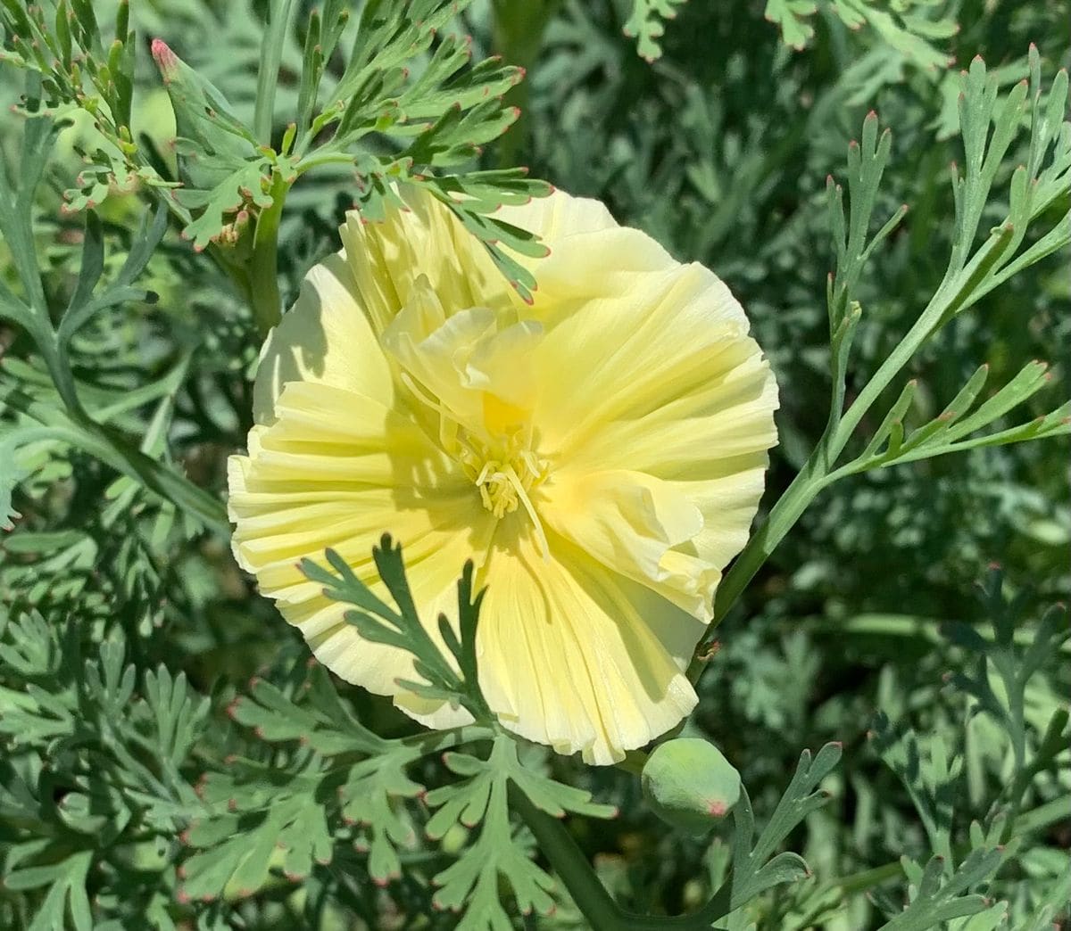 今日の花