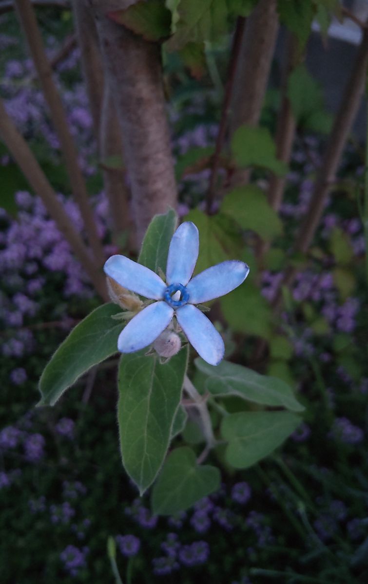 ブルースター開花💙