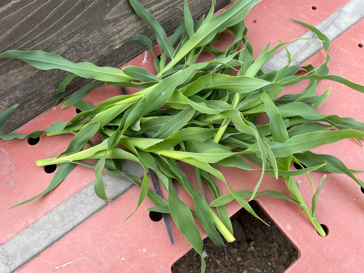 🌽ホワイトコーンの間引き🌱