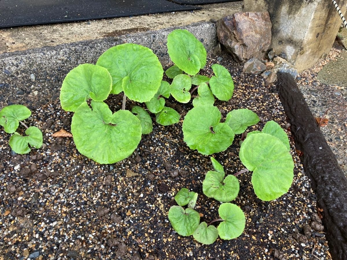 【白馬五竜高山植物園】大型植物栽培展示の件