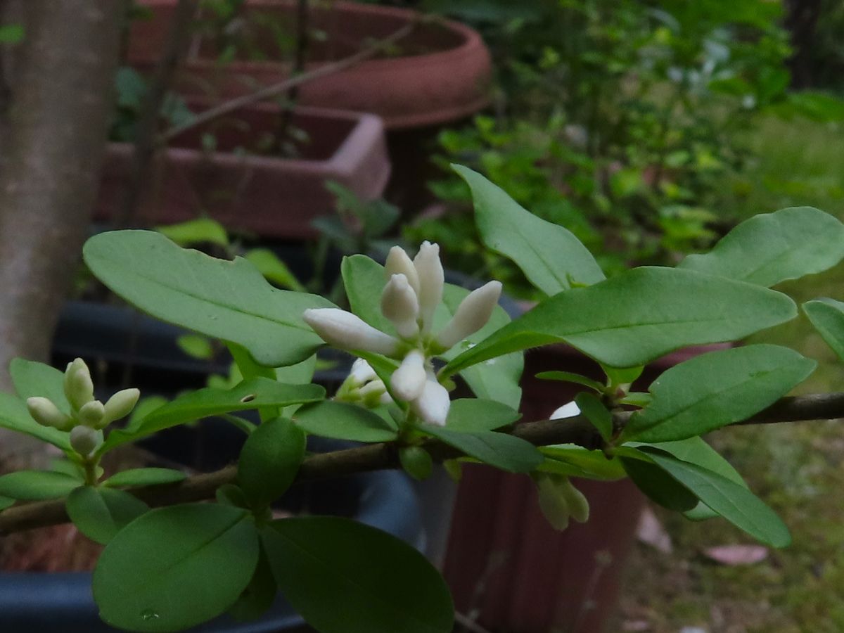 イボタノキの花が開き始めた