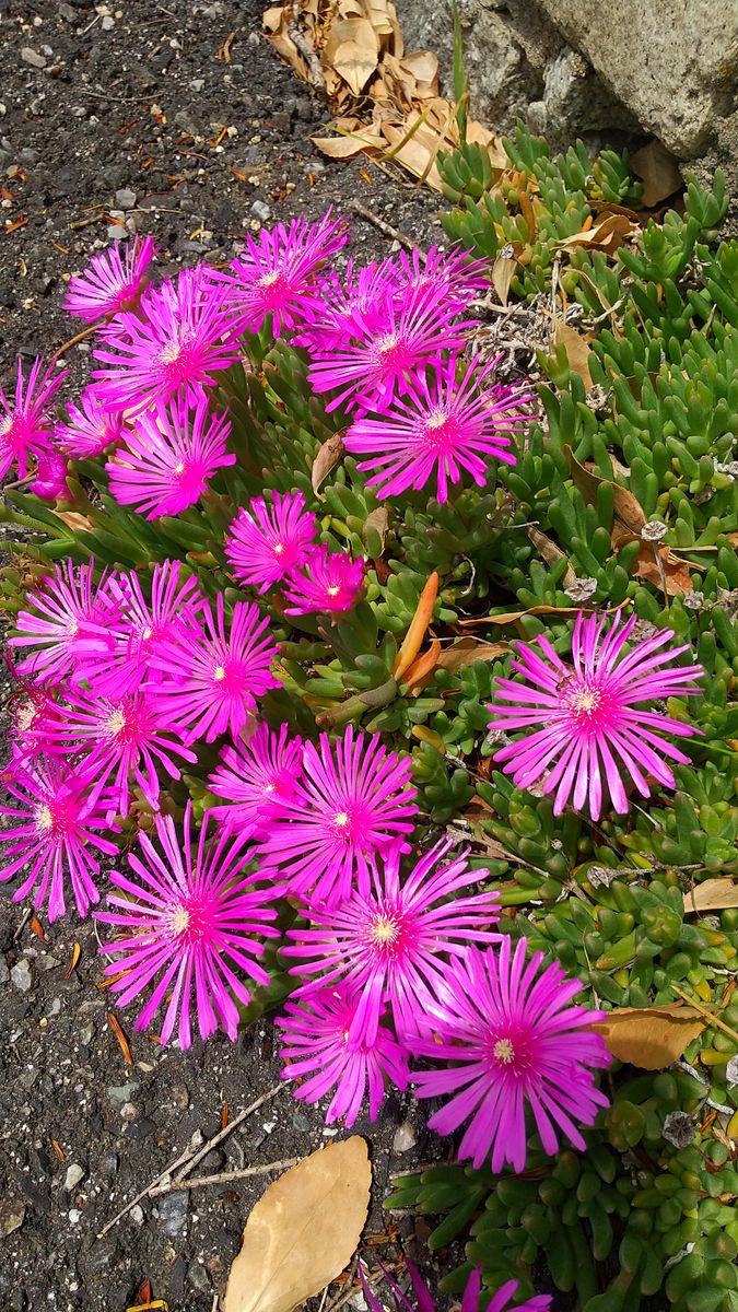 勝手に咲く花・雑草