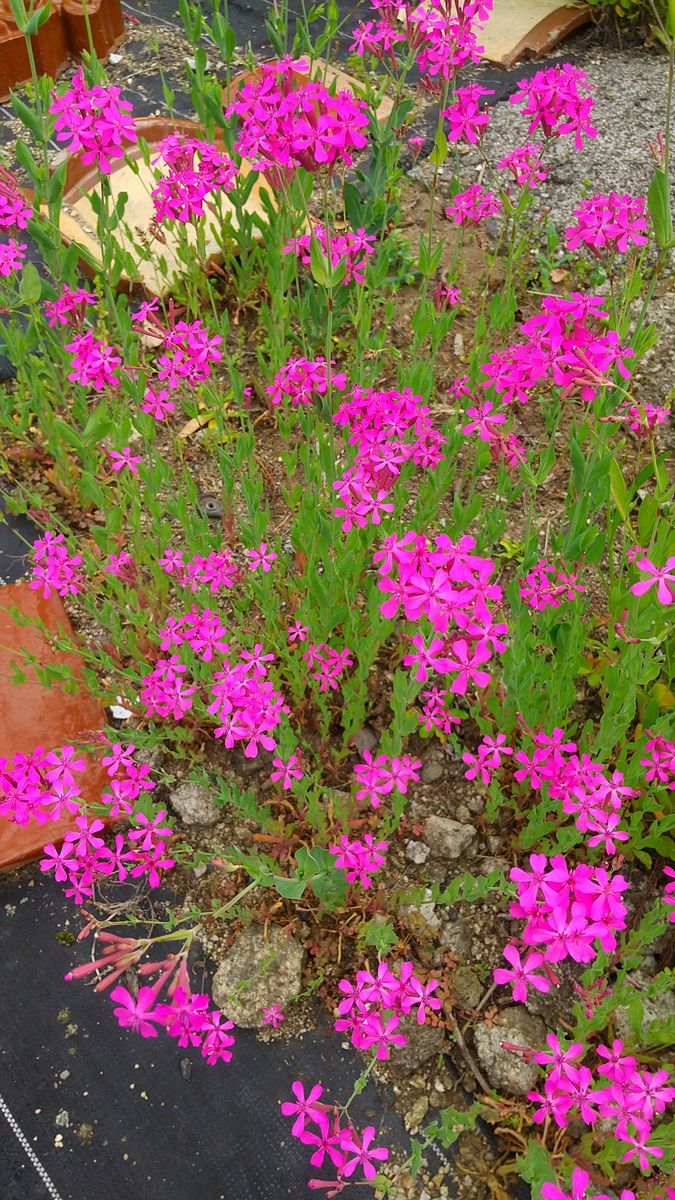 勝手に咲く花・雑草