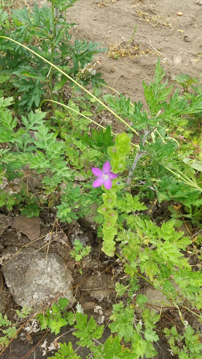 勝手に咲く花・雑草