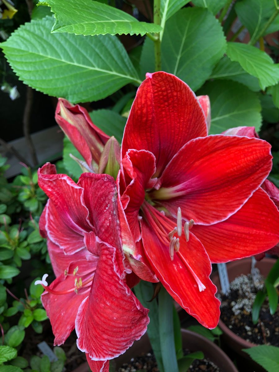 アマリリス3輪同時開花