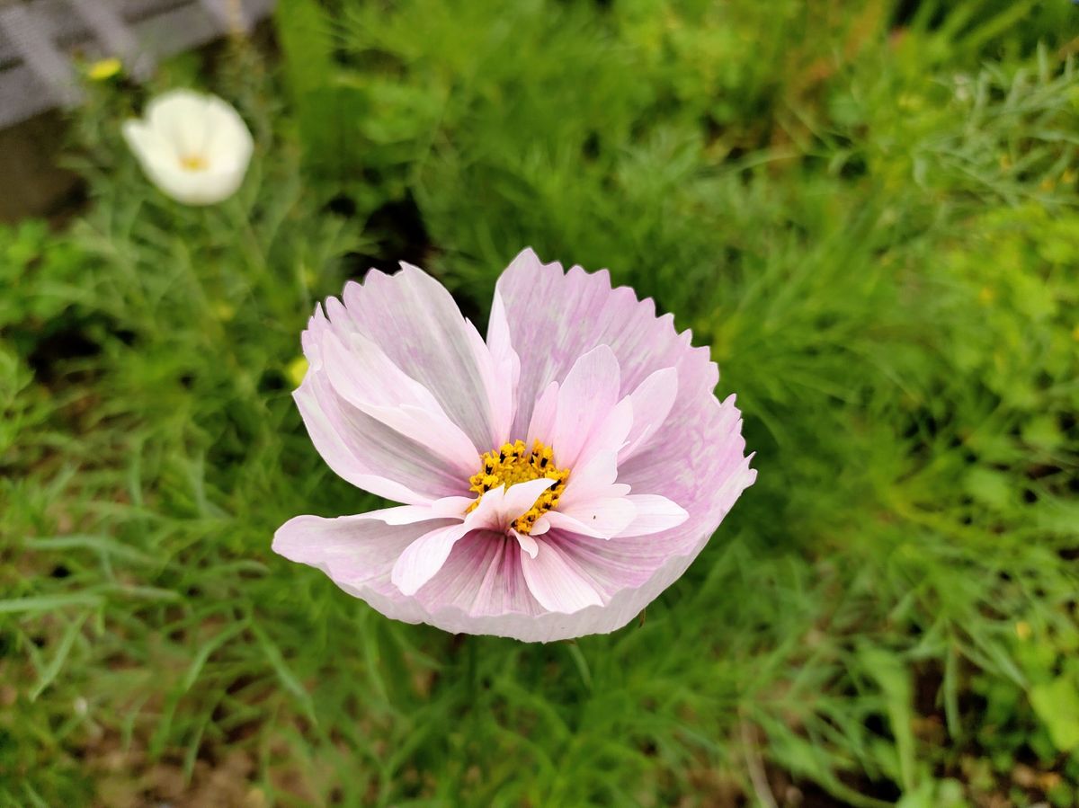 コスモスが咲き始めた🌼