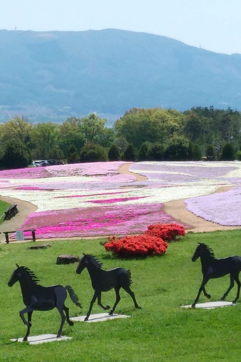 “信州スカイパーク”の花⑤