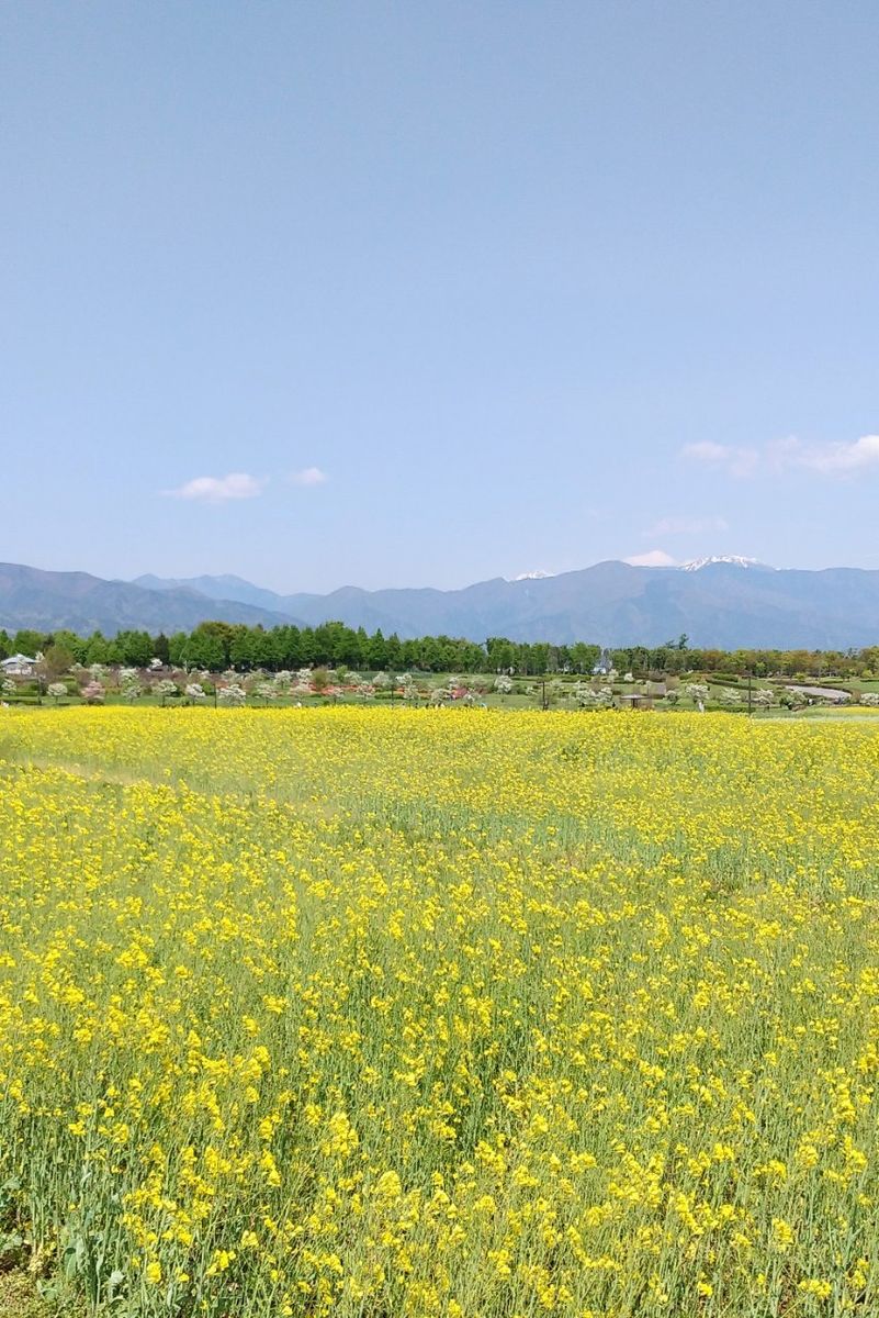 “信州スカイパーク”の花⑤