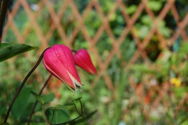 押切　初開花♪