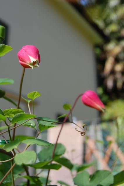 押切　初開花♪