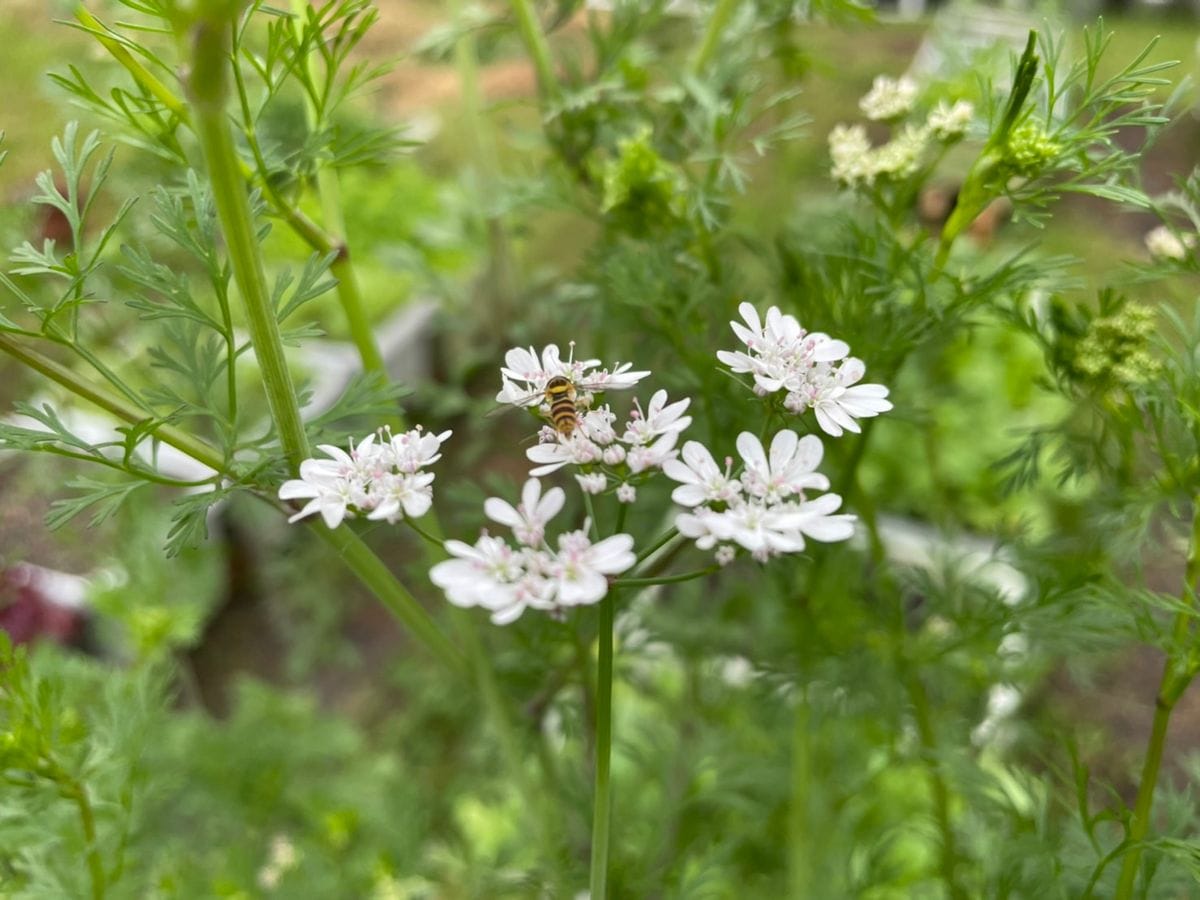 パクチーの花