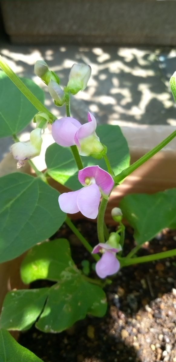 悲しい一番花😢とインゲン