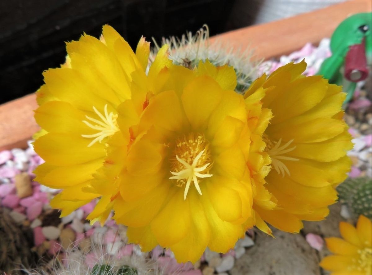 今日の🌵サボテンの花その２