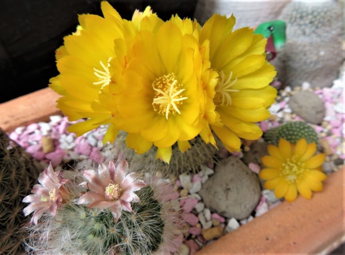 今日の🌵サボテンの花その２