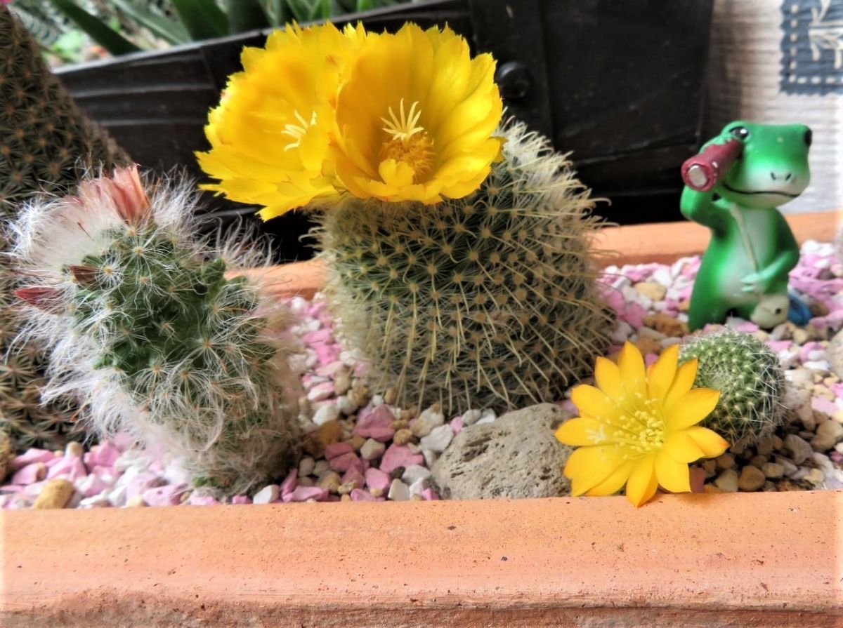 今日の🌵サボテンの花その２