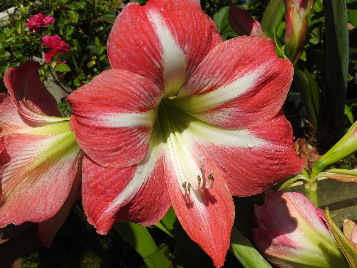 こっとの庭（アマリリスの花）