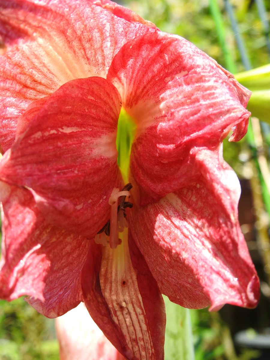 こっとの庭（アマリリスの花）