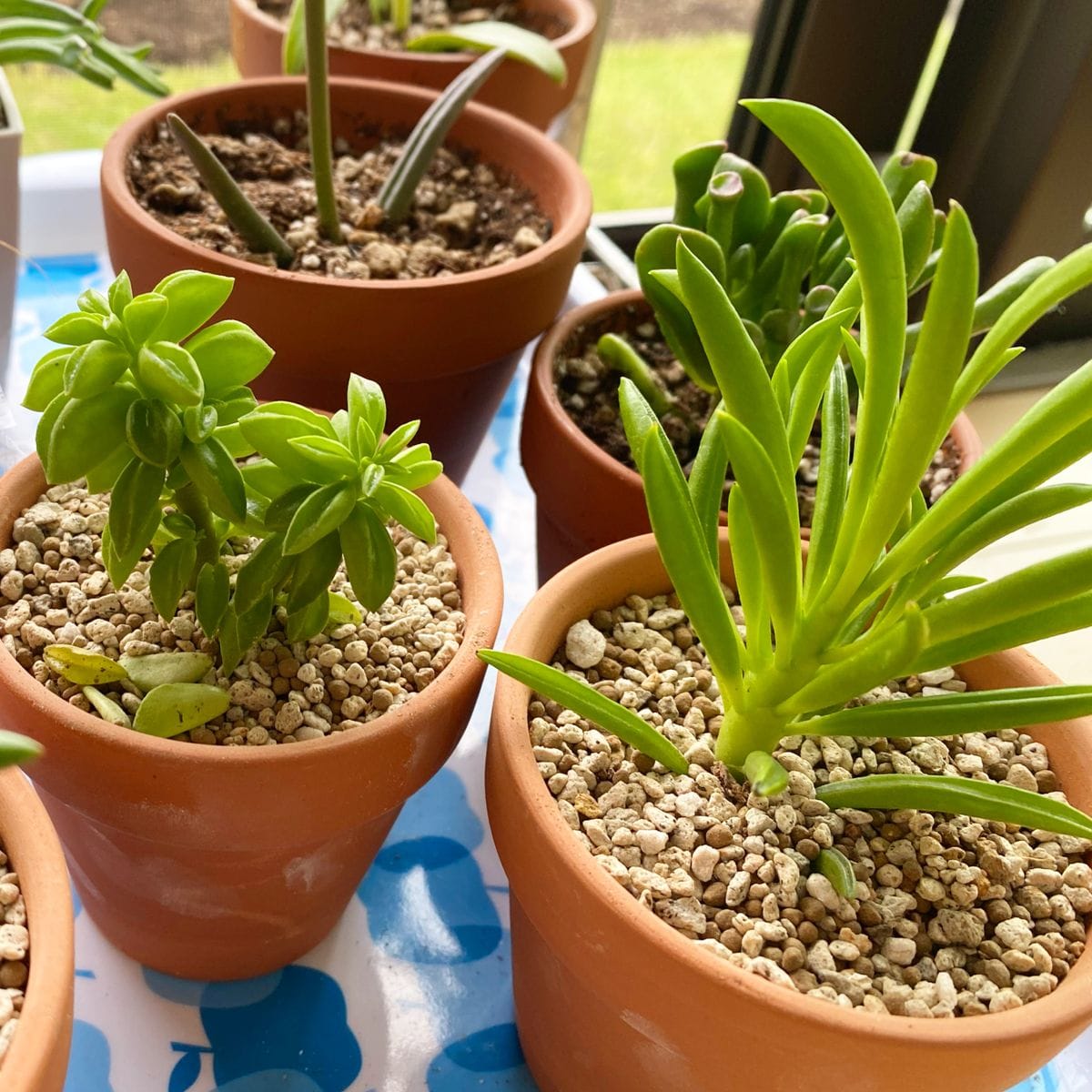 昨日植え替えした多肉ちゃんたち⭐︎ペペロミア（カクタスビル、ハッピービーン）、ク...