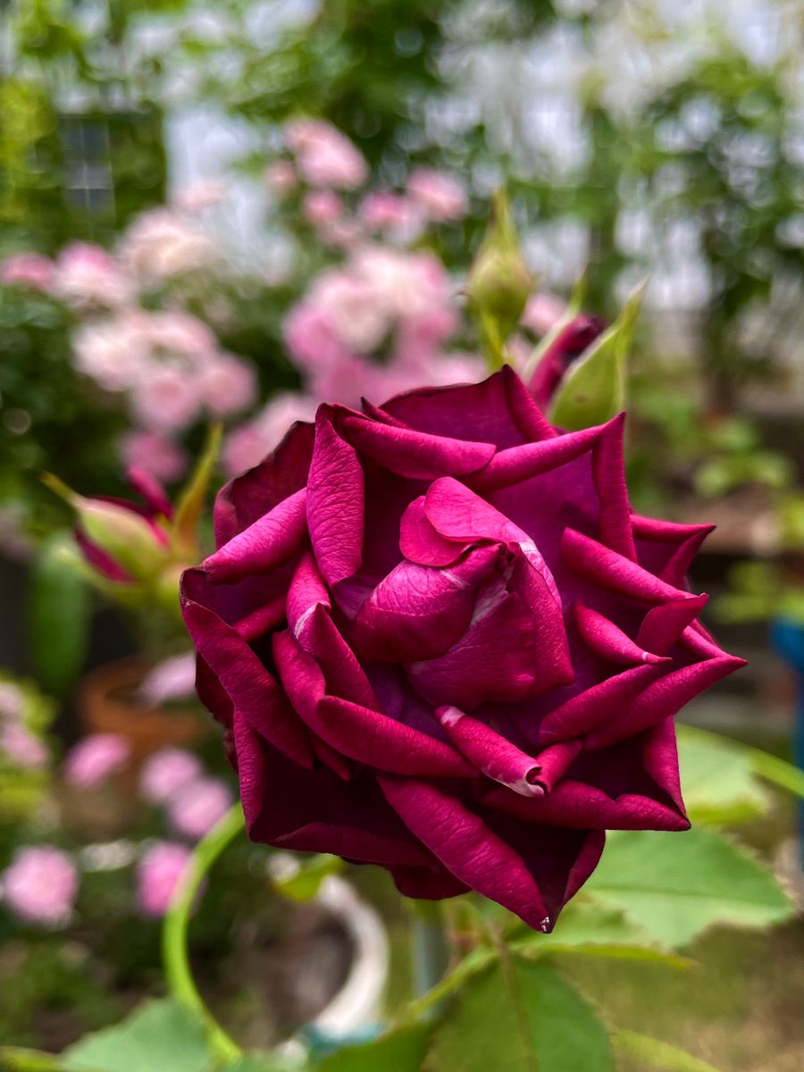 🌹 今日の準推し