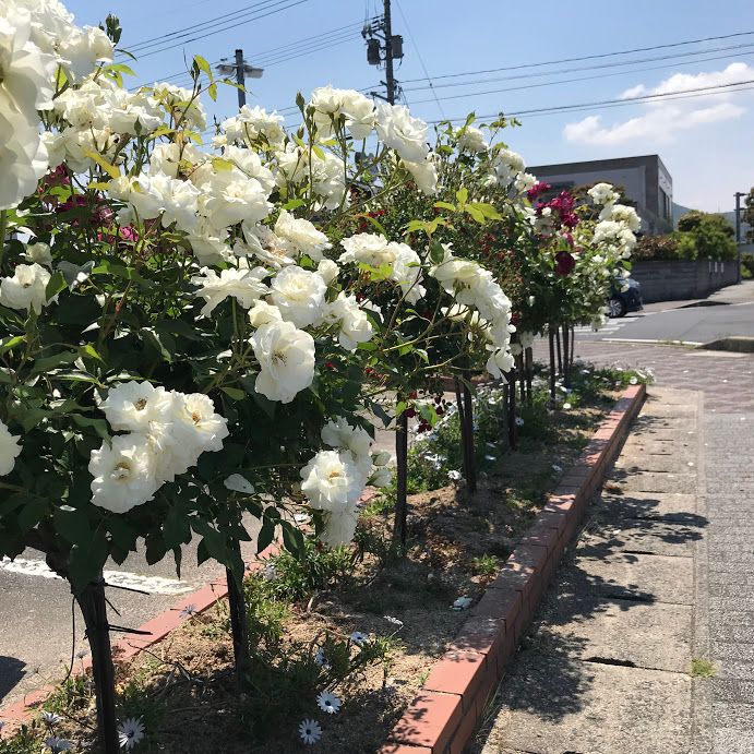 コミセンの薔薇