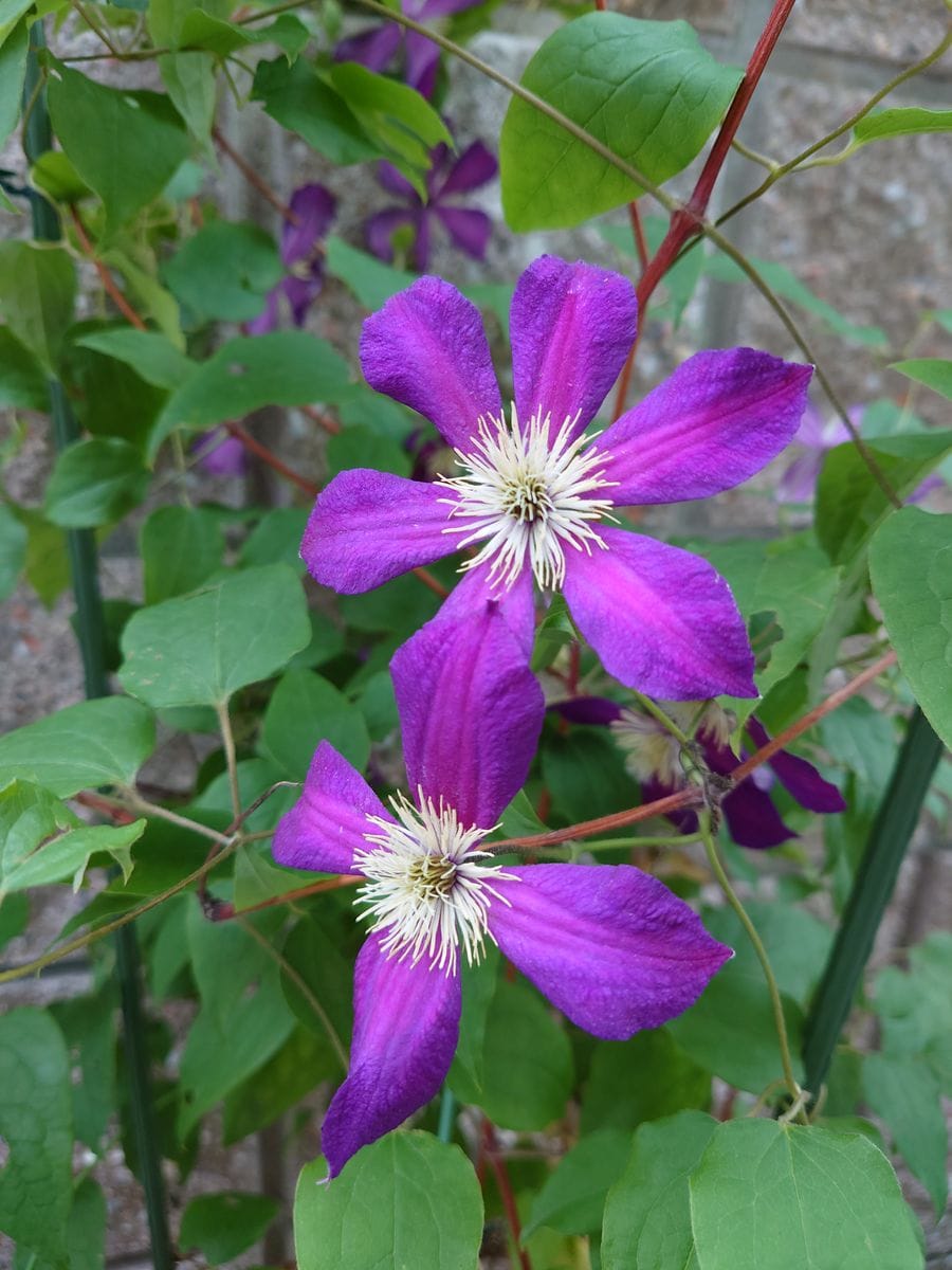 紫色の花