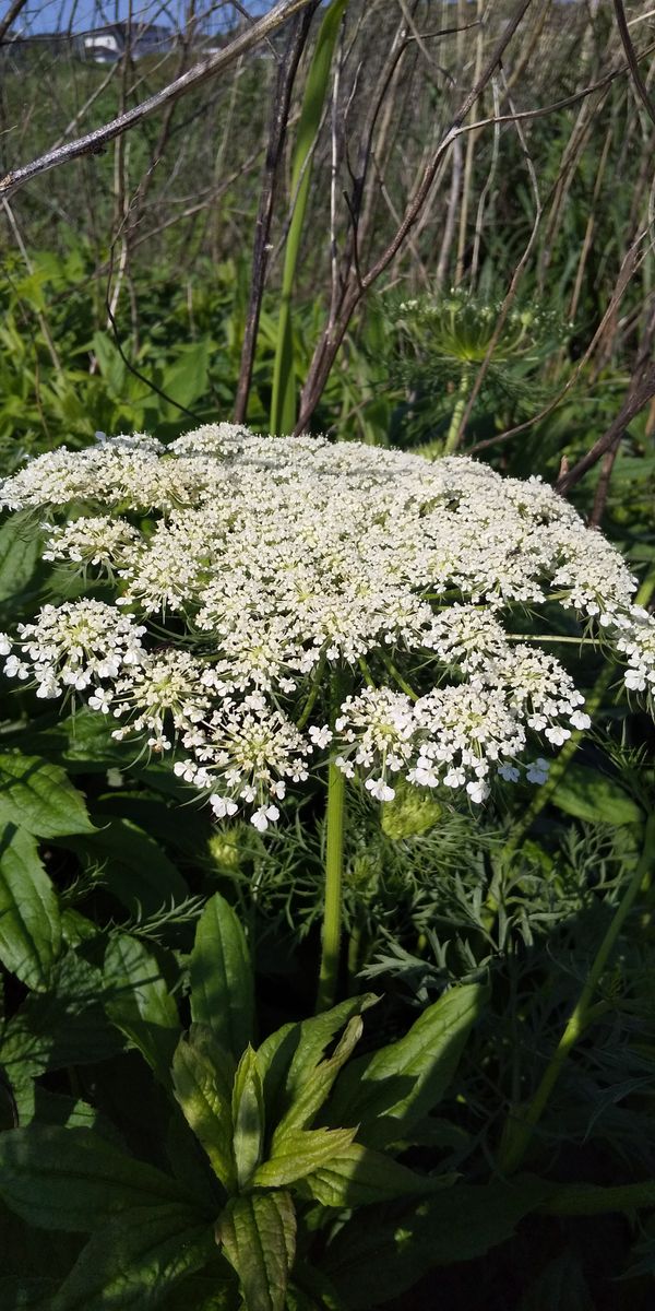 綺麗なお花なのに・・・