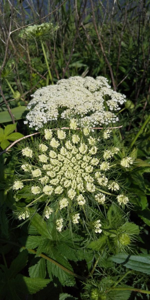 綺麗なお花なのに・・・