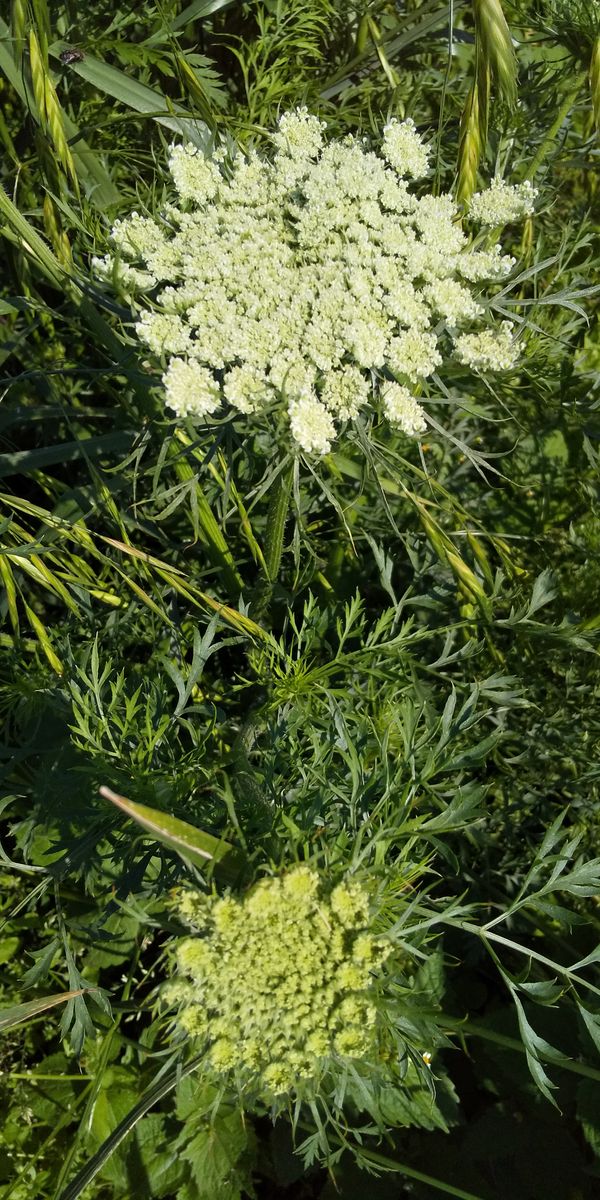 綺麗なお花なのに・・・