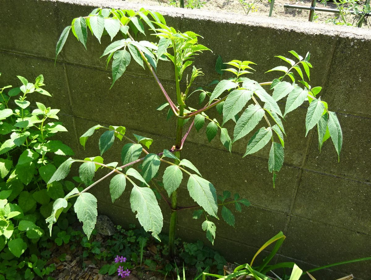 あいかわらず、虫の日記（写真あり）