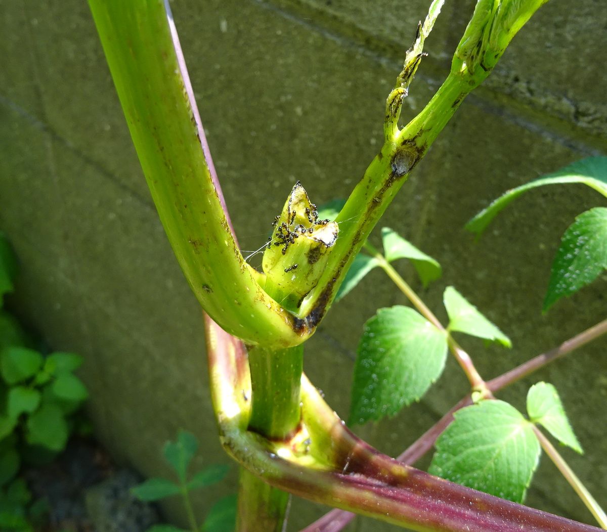 あいかわらず、虫の日記（写真あり）