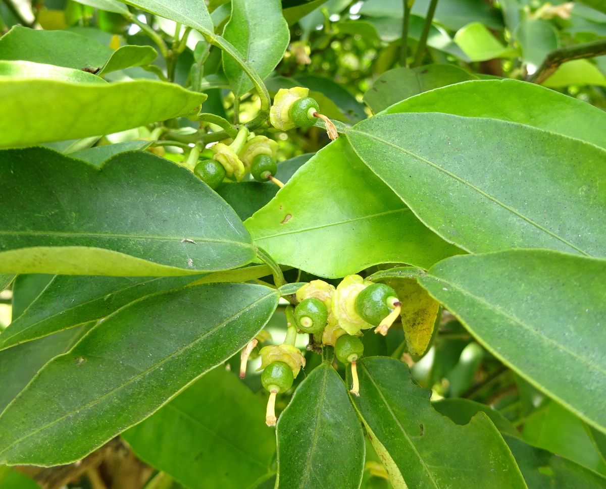 あいかわらず、虫の日記（写真あり）